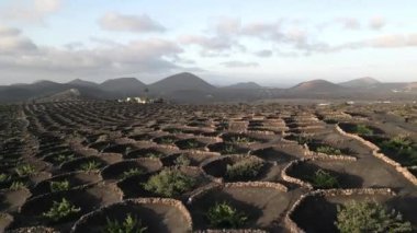 Lanzarote Şaraphaneleri, Volkanik üzüm bağları, La Geria. Yüksek kalite 4k görüntü