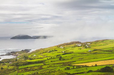 Bir yaz günü İrlanda 'nın güneyinde yeşil tarlalar. Tarım İrlanda manzarası. İrlanda. 