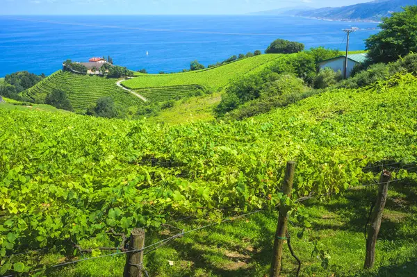 Zumaia 'daki üzüm bağları, Getaria' nın yanındaki Eitzaga, Bask Ülkesi, İspanya