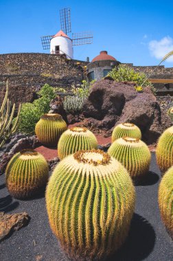 Kaktüs Bahçe Guatiza Köyü, Lanzarote, Kanarya Adaları, İspanya'nın görünümü. 