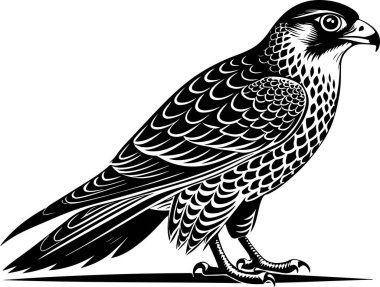 gyrfalcon bird vector illustration clipart