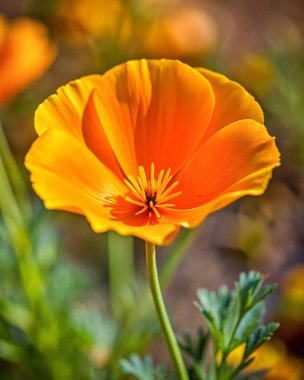 colorful California poppies flower design,high resolution white background clipart