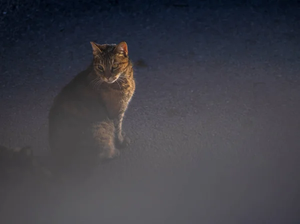 在马拉加的街道上 可爱的棕色流浪猫穿过格子 — 图库照片