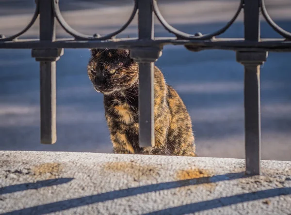 Cute Brown Stray Cat Looking Grid Streets Malaga — Stock Photo, Image