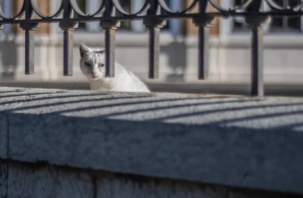 Carino Gatto Randagio Bianco Guardando Attraverso Griglia Strade Malaga — Foto Stock