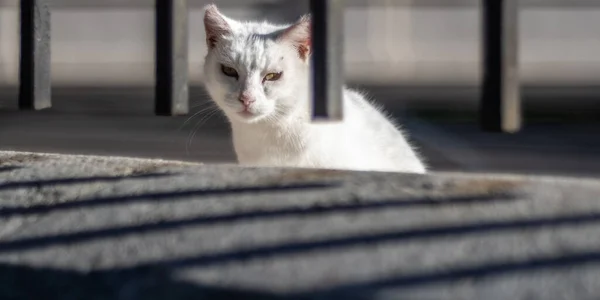 Roztomilý Bílý Toulavý Kočka Dívá Přes Mřížku Ulicích Malaga — Stock fotografie