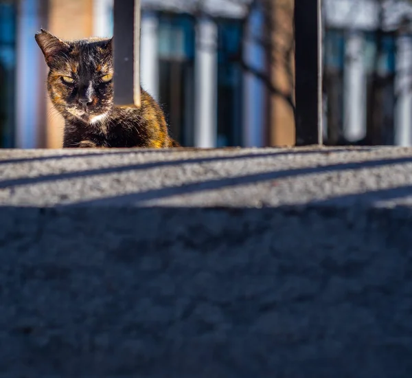 Roztomilá Hnědá Toulavá Kočka Hledící Přes Mřížku Ulicích Malagy — Stock fotografie