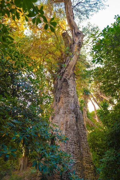 Belle Vue Sur Les Arbres Dans Jardin Botanique Malaga — Photo