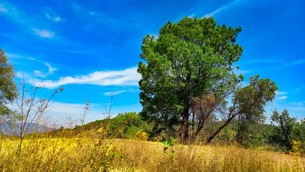 Yeşil tarlaların ve mavi gökyüzünün manzarası