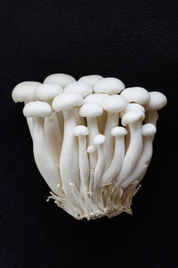 Siyah arka planda beyaz Shimeji mantarları