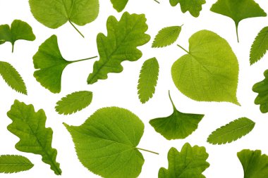 Beyaz arkaplanda çeşitli yeşil ağaç yaprakları koleksiyonu