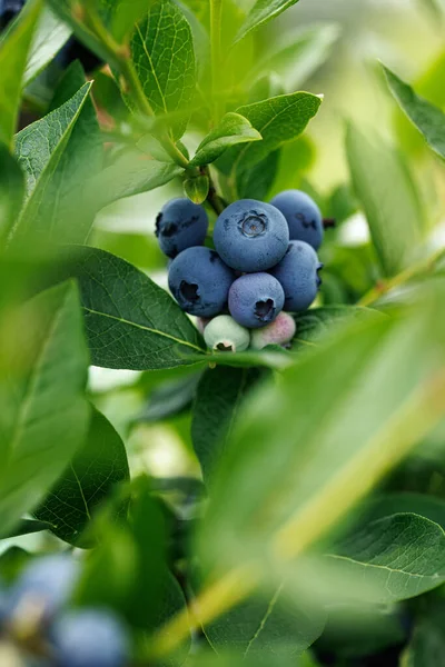 Ripening blueberries on the bush, close-up view