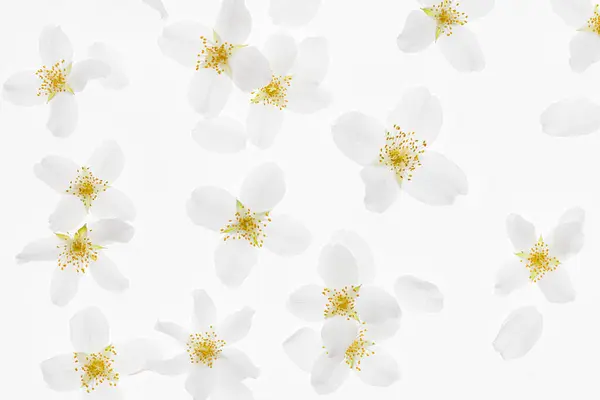 White Flowers Background Jasmine Flowers White Background — Stock Photo, Image