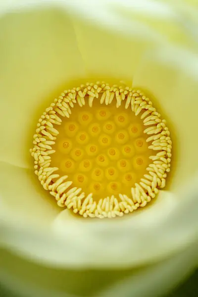 Makro Środka Białego Kwiatu Lotosu Obraz Stockowy