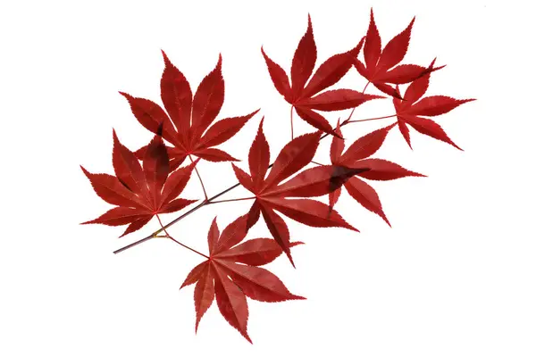 Una Ramita Arce Rojo Japonés Sobre Fondo Blanco Imagen De Stock