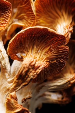 Fırında pişirilmiş sarı istiridye mantarlarının yakın görüntüsü, orta mantar kapağına odaklan. 