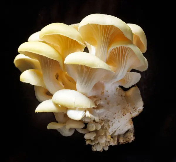 Yellow oyster mushrooms on a black background, close up view