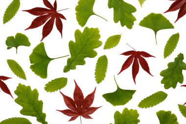 Beyaz arka planda çeşitli yapraklar. Yapraklı arkaplan