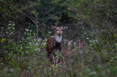 Benekli geyik, kartal ya da eksen geyiği ormanda duruyor.