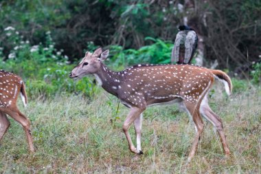 Benekli geyik, kartal ya da eksen geyiği ormanda duruyor.