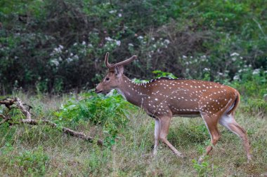 Benekli geyik, kartal ya da eksen geyiği ormanda duruyor.