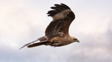 Brahminy uçurtmasının (Haliastur sanayisi) yakınında Hindistan 'ın doğasında gökyüzünde uçan genç bir yavru var.