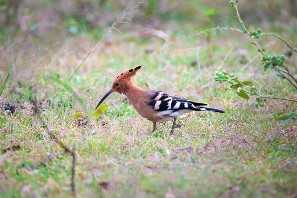 Common Hoopoe bird feeding on a ground