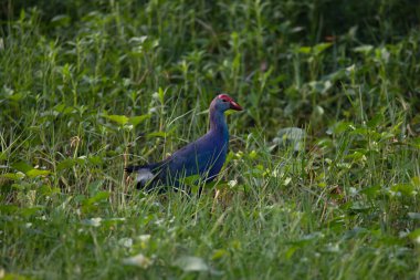 Bataklıkta Mor Bataklık