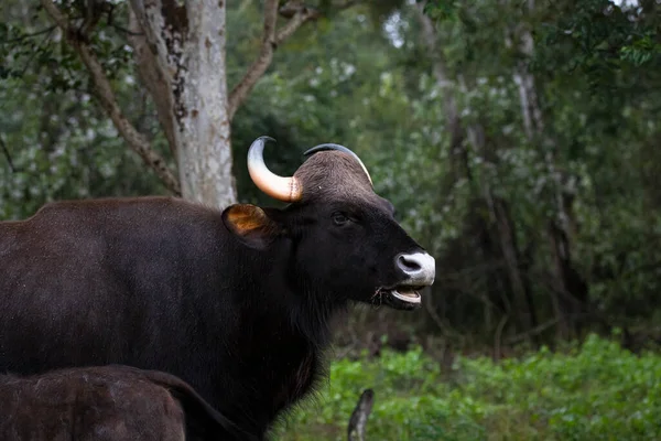 Vild Indisk Gaur Världens Största Boskap Fler Djurbilder Bison — Stockfoto