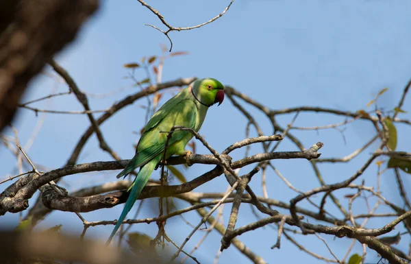 stock image rose ringed parakeet perched on a tree - green parrot