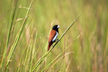 Üç renkli bir deniz levreği üzerinde
