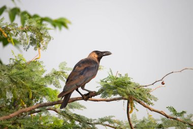 Bir dala tünemiş bir ev kargası