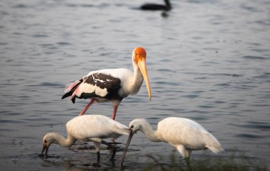 Yetişkin boyalı leylek (Mycteria leucocephala), bir gölde yiyecek arama