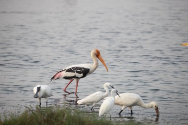 Yetişkin boyalı leylek (Mycteria leucocephala), bir gölde yiyecek arama