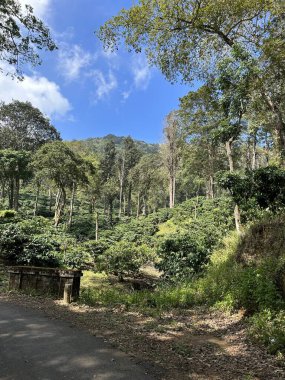 Ağaçlar ve su kütlesiyle güzel bir dağ manzarası.