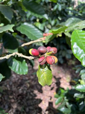 Kahve çekirdekleri, kahve meyveleri ya da kahve kirazlarına yakından bakın.