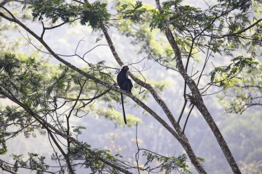 Nilgiri Langur - Ağaç dalında oturan maymun