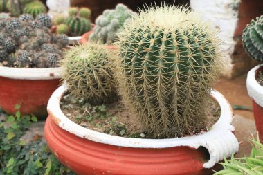 Bahçedeki kaktüs bitkileri - Bahçe işleri