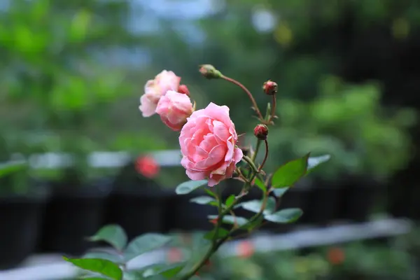 stock image Rose flowers in a garden in the daytime