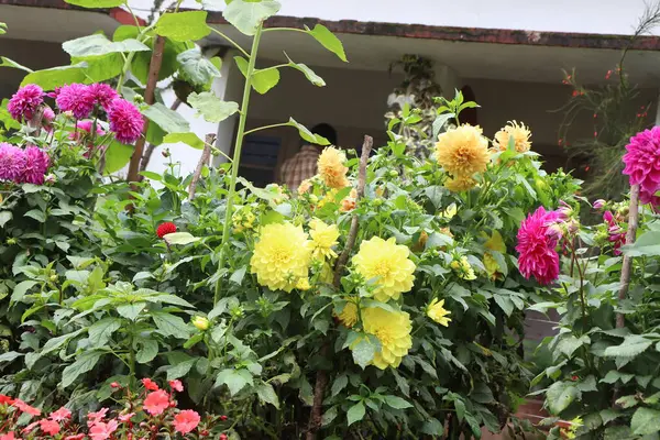 stock image Nice greenery with beautiful yellow dahlia flowers -Gardening