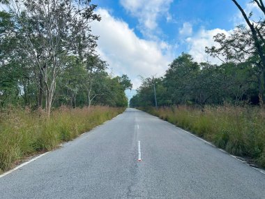 Doğu ghatlarındaki orman yolu - Hindistan
