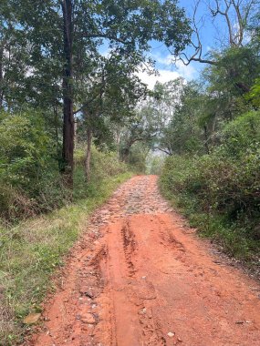 Doğu ghatlarındaki orman yolu - Hindistan
