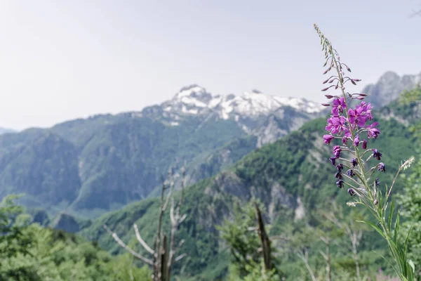 stock image Mountain view with purple flowers of Chamaenerion angustifolium , during trekking from Theth to Dobedol in Albanian Alps. Peak of Balkans.