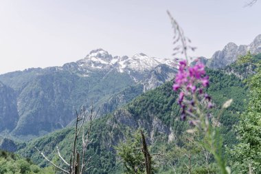 Arnavutluk Alplerinde Theth 'ten Dobedol' a yapılan yürüyüş sırasında, Chamaenerion angustifolium mor çiçekleriyle dağ manzarası. Balkanlar Zirvesi.