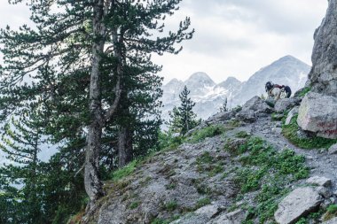 Arnavutluk Alpleri manzaralı. Arnavutluk 'ta Valbona ve Theth yürüyüş parkurlarından görülen lanetli dağlar, Arnavutluk Alplerinde popüler yürüyüş parkurları. Yüksek kalite fotoğraf