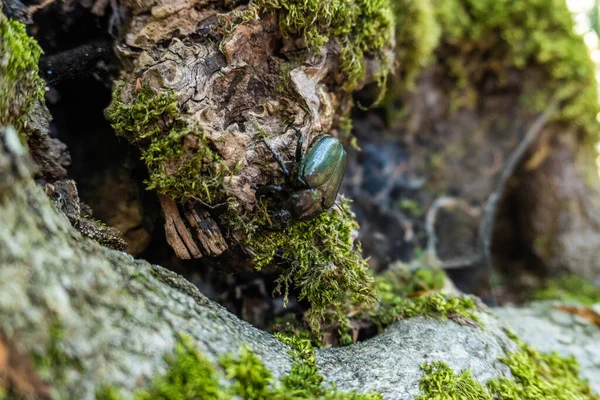 Metal green beetle on mossy wood. High quality photo