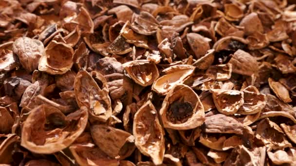 Dried Walnut Shells Bio Economic Ecological Fuel — Stock Video