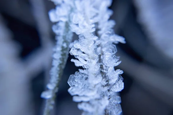 Selective Focus Frost Crystals Shallow Depth Field Cold Winter Concept — Stock Photo, Image