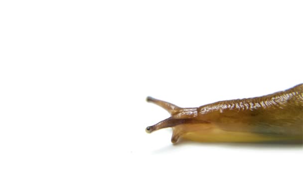 Partial View Head Horns Eyes Common Slug Isolated White Background — Stock Video