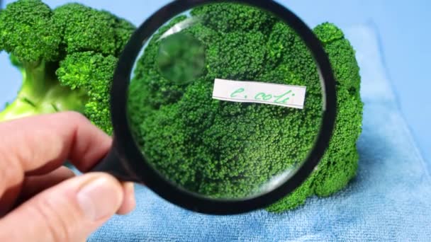 Onderzoek Van Een Broccoli Met Een Vergrootglas Bacteriën Coli Voedselvergiftiging — Stockvideo